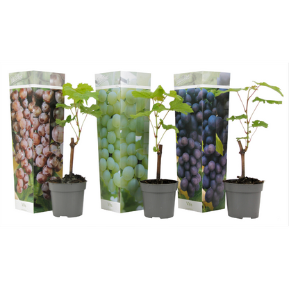 La Vid - 3 Pzs - Vitis Vinifera - Altura 25-40cm - ⌀9cm
