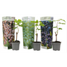 La Vid - 3 Pzs - Vitis Vinifera - Altura 25-40cm - ⌀9cm