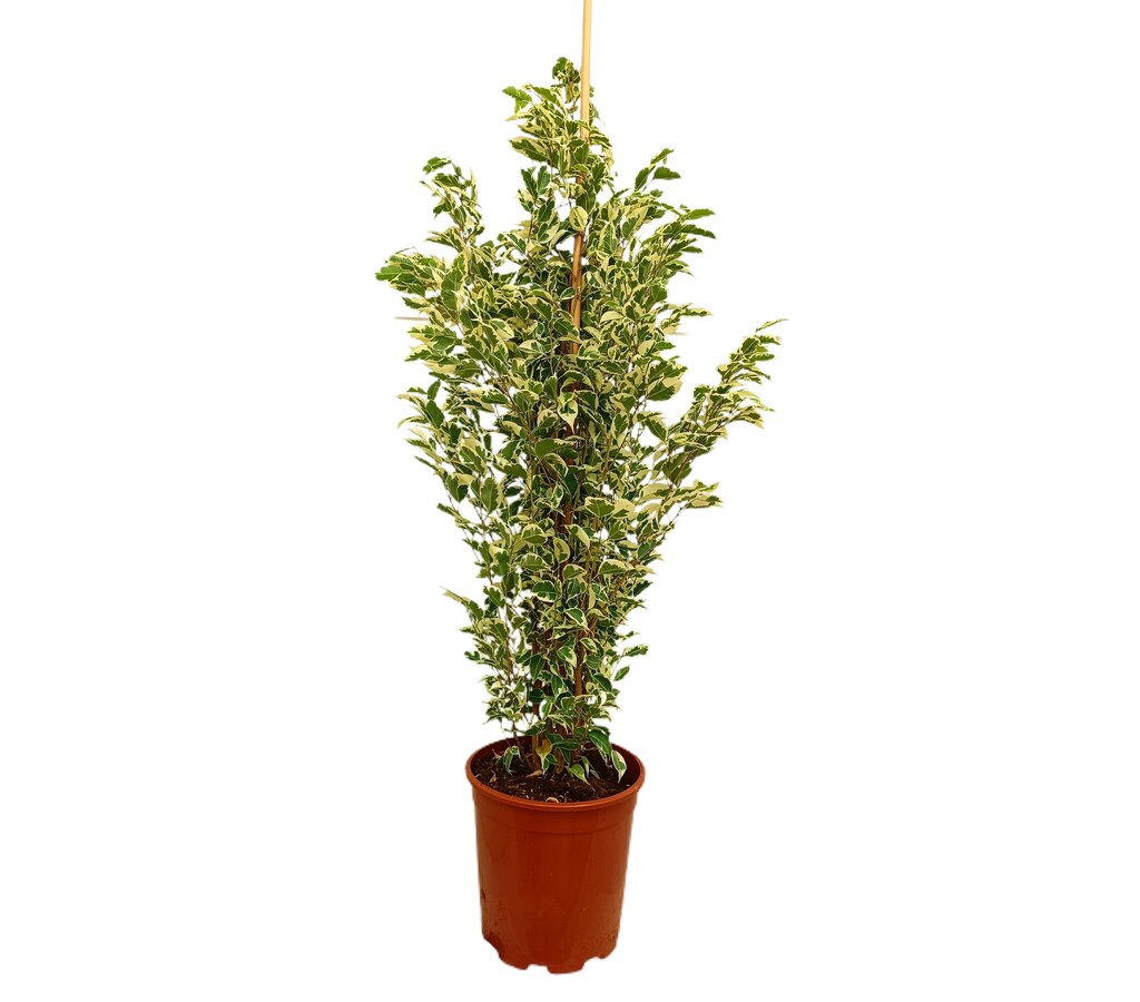 Ficus Twilight M20 120cm_0