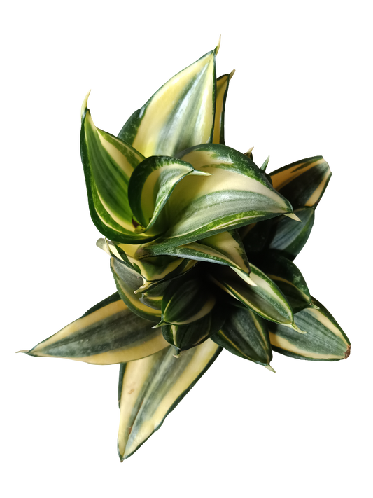 Sansevieria Hahnii Golden Planta Mini Ø6_0
