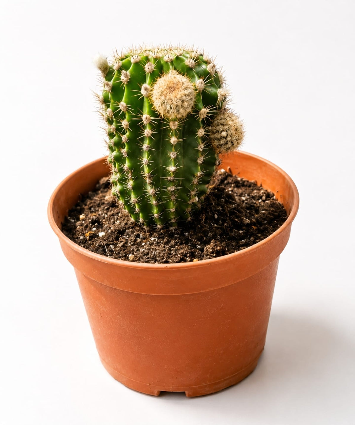 Cactus Echinopsis Oxygona (cactus Erizo Americano). Maceta Pequeña (7cm)._1