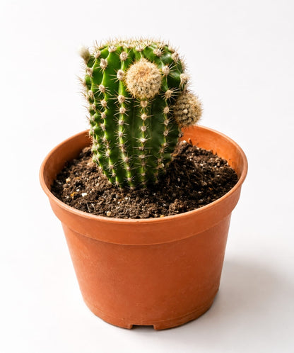 Cactus Echinopsis Oxygona (cactus Erizo Americano). Maceta Pequeña (7cm)._1