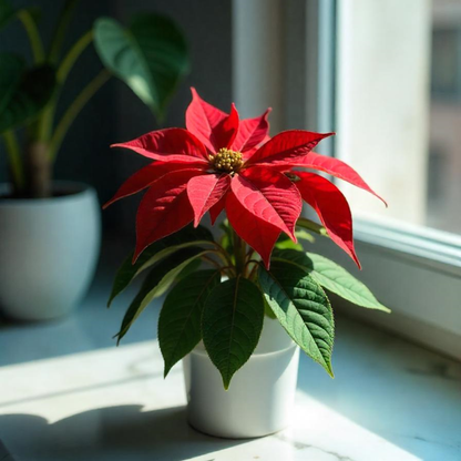 Smply. | Flor De Pascua Poinsettia En Maceta De 11cm | Fácil De Cultivar ( Uniflor )_3
