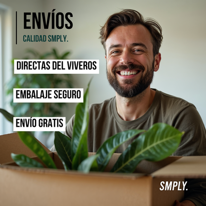 Smply. | Flor De Pascua Poinsettia En Maceta De 11cm | Fácil De Cultivar ( Uniflor )_4