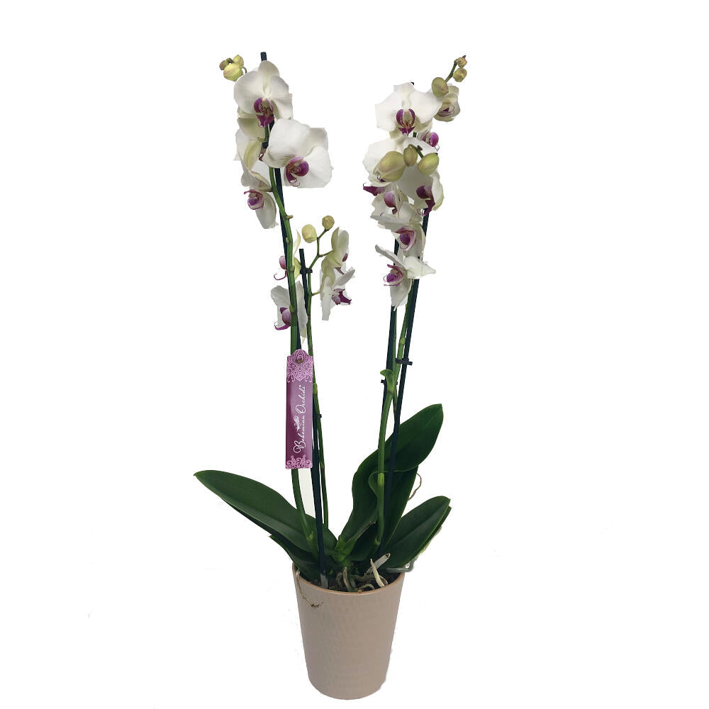 Orquidea Phalaenopsis Red Eye 2/3 Tallos M12 70cm_0