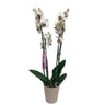 Orquidea Phalaenopsis Red Eye 2/3 Tallos M12 70cm