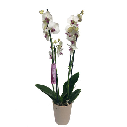 Orquidea Phalaenopsis Red Eye 2/3 Tallos M12 70cm