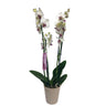 Orquidea Phalaenopsis Red Eye 2/3 Tallos M12 70cm
