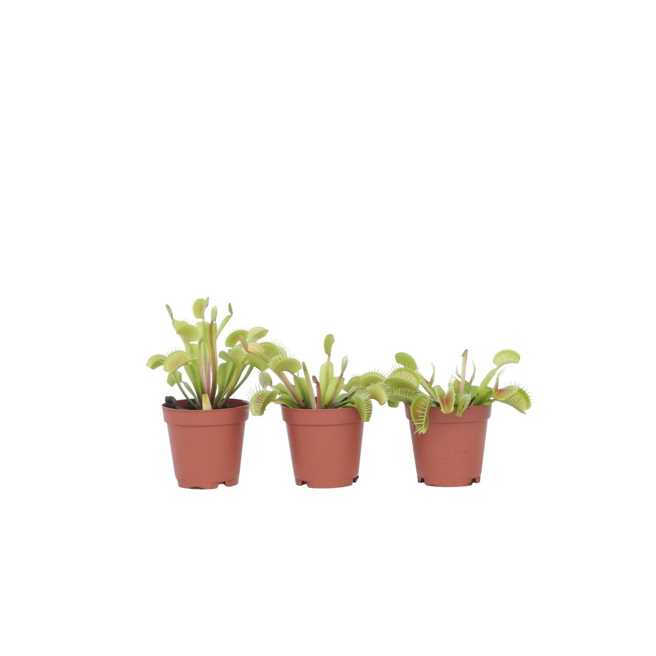 Atrapamoscas De Venus - 3 Pzs - Dionaea Muscipula - Altura 5-15cm - ⌀55cm_0