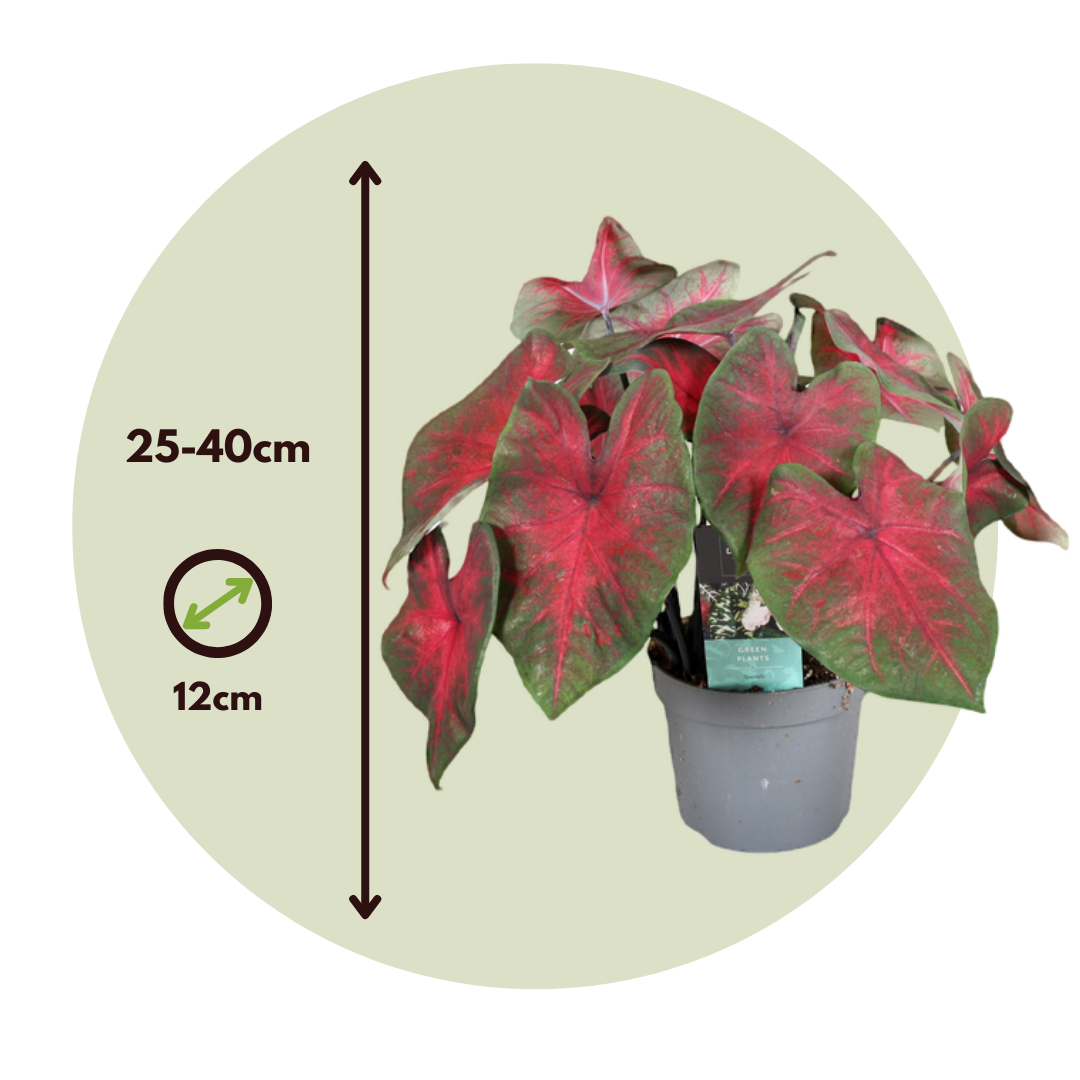Caladio - 2 Pzs - Caladium 'postman Joyner' - Altura 25-40cm - ⌀12cm_2