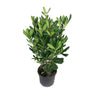 Pittosporum Tobira M19  60cm