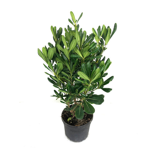 Pittosporum Tobira M19 60cm_0