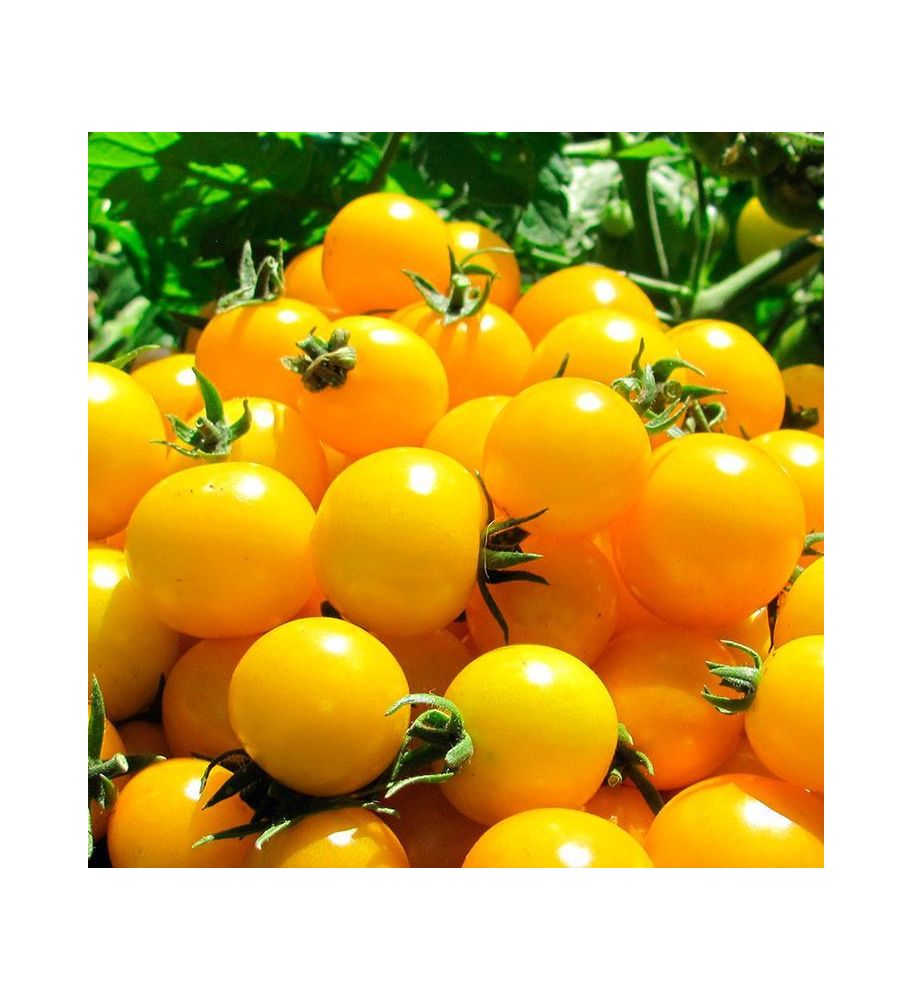 Plantón Tomate Cherry Amarillo (10 Unidades)_0