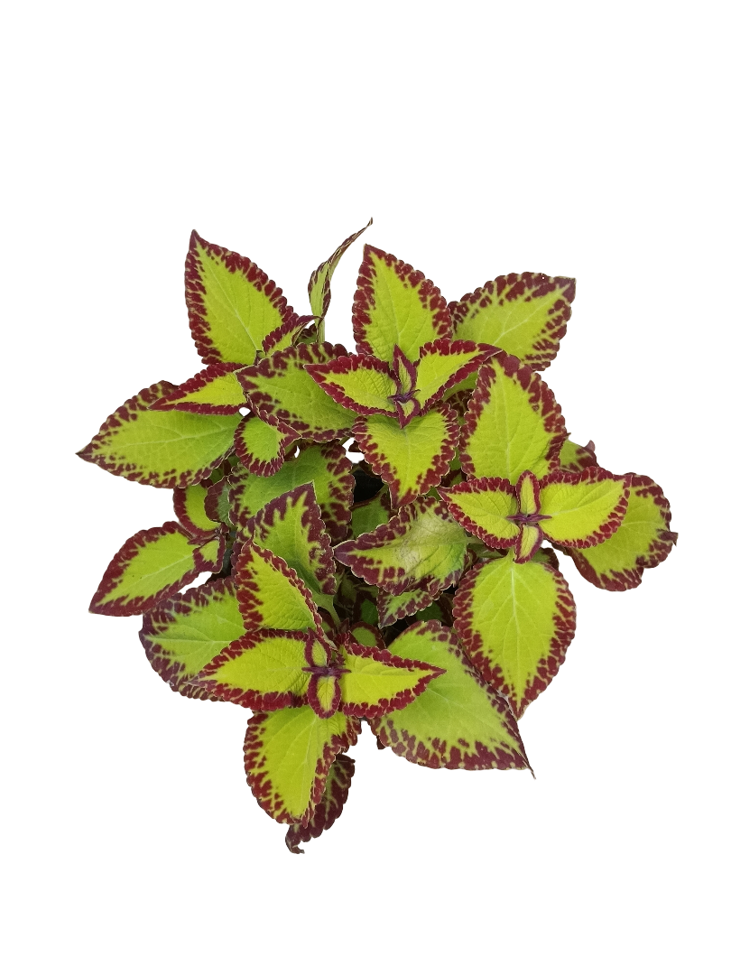 Coleo Variedad 3 Planta De Interior Ø14_0