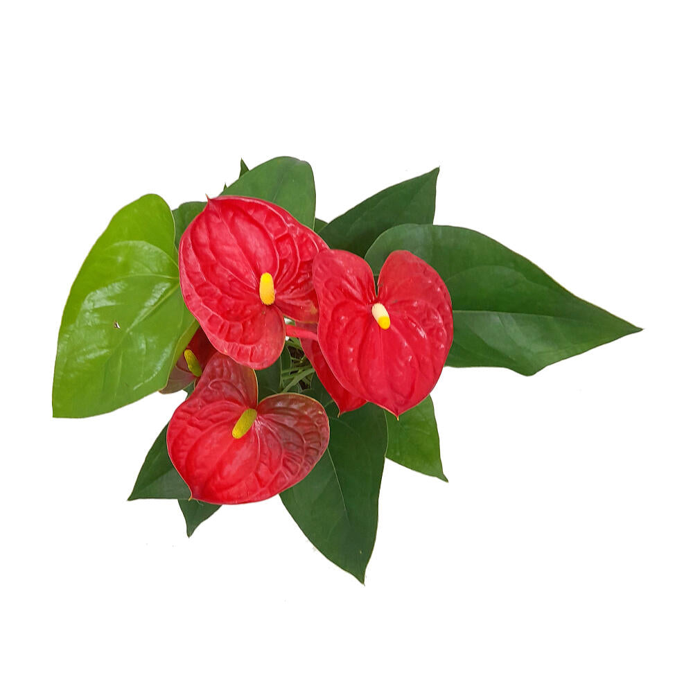 Anthurium Andreanum M12 50cm_1