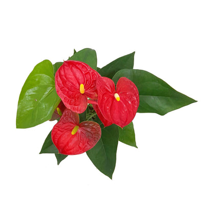 Anthurium Andreanum M12 50cm_1