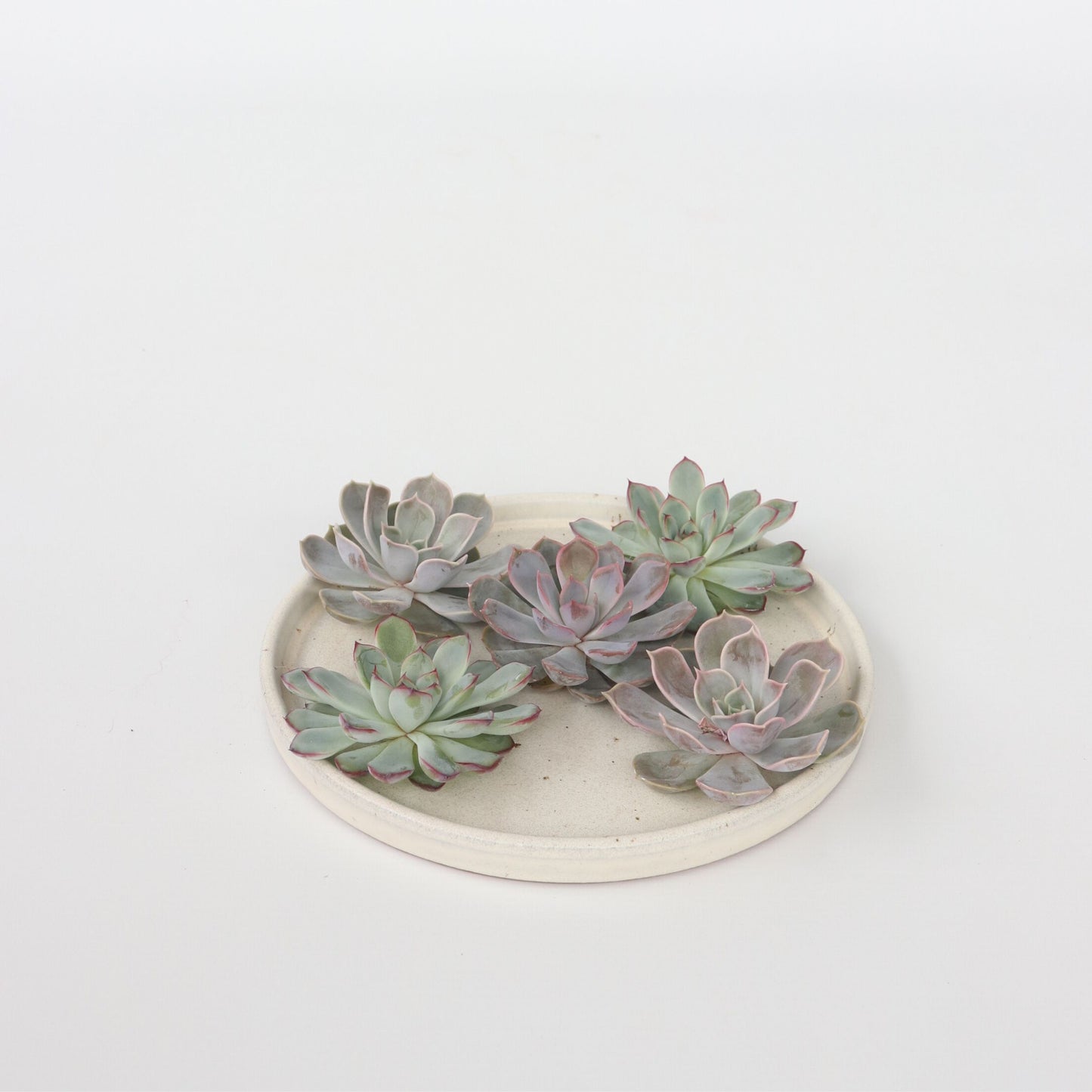 Echeveria Creatividad - 5 Pzs - Echeveria Lilacina - Altura 7cm