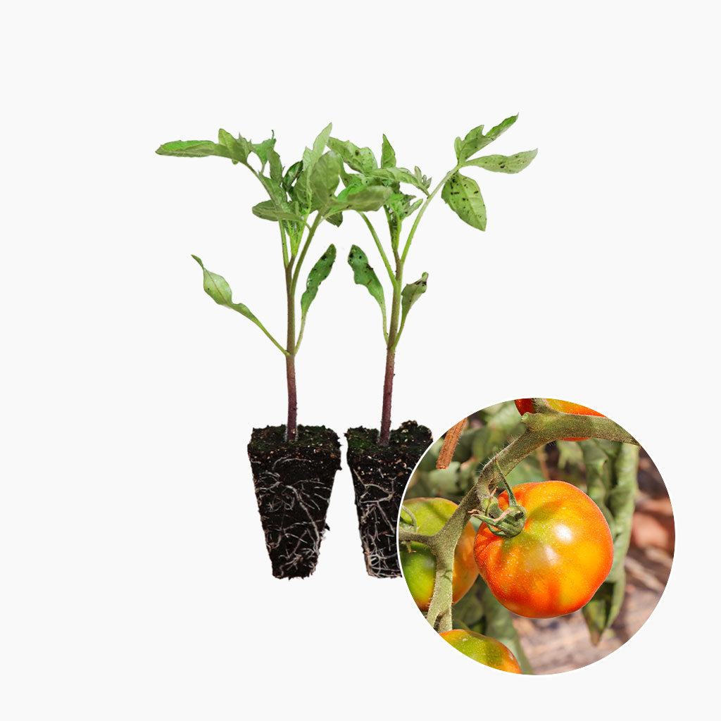 Plantón Tomate Pometa 2 Unidades - PlantaBo_0