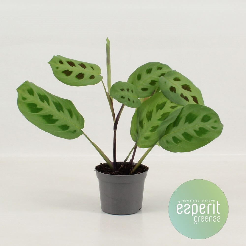 Maranta Kerchovena M12 20cm_0