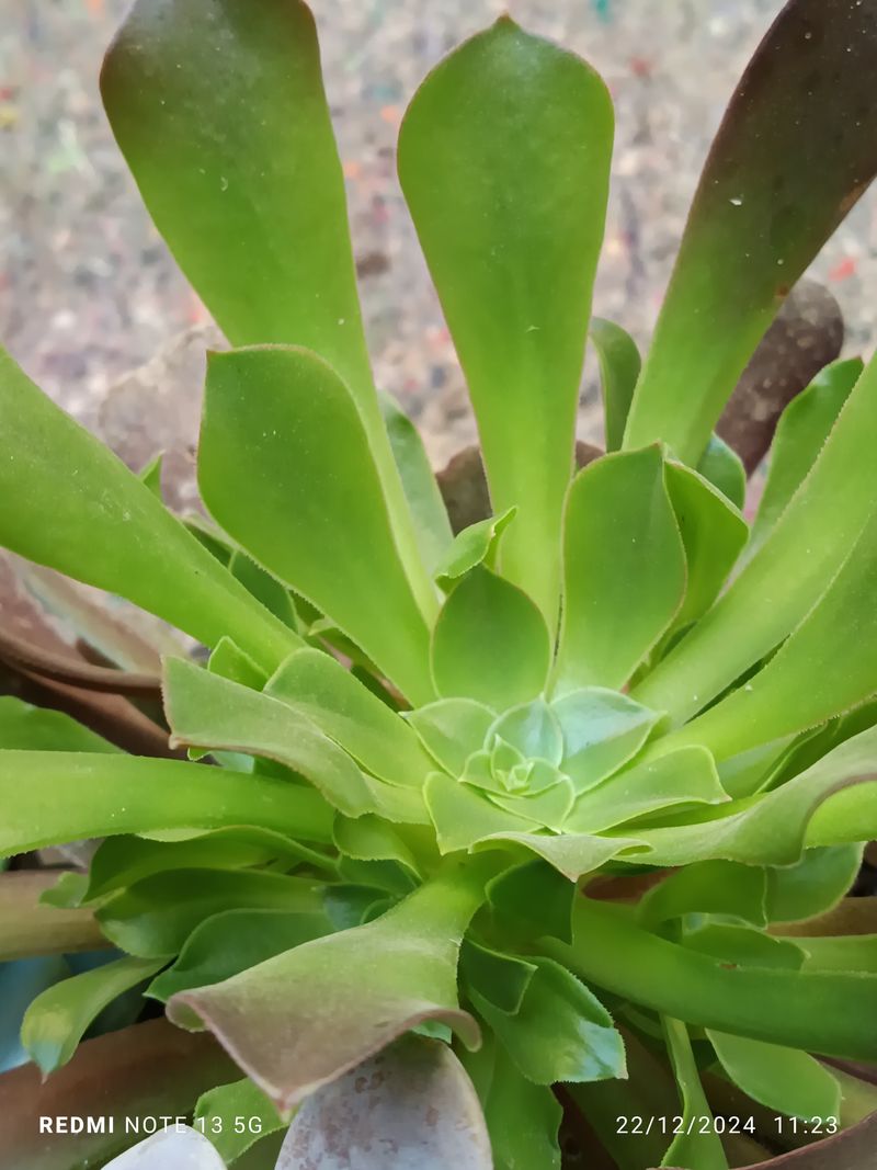 Cactus Y Suculenta Planta Grande Ø13 ☼ Ref014_0