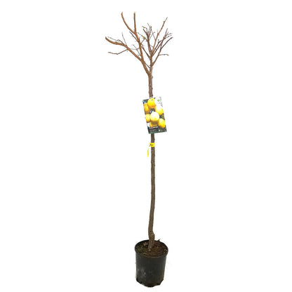 Ciruelo Golden Japan M22 140-150cm_1