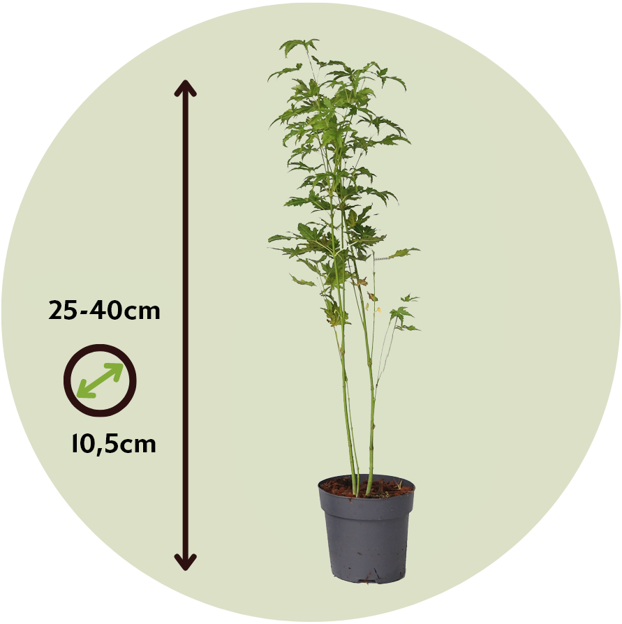 Arce Japonés - Acer Palmatum 'going Green' - Altura 25-40cm - ⌀105cm_2