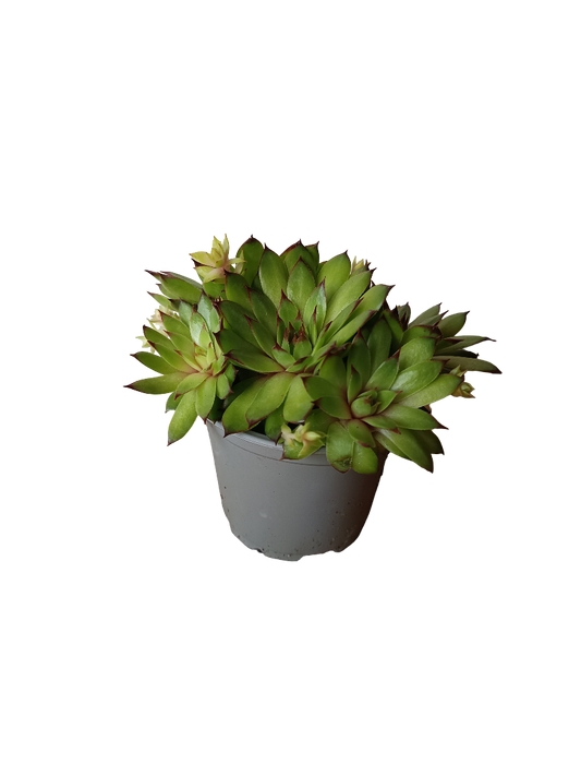 Sempervivum Mix Variedad 6 Planta De Sol Ø8_0