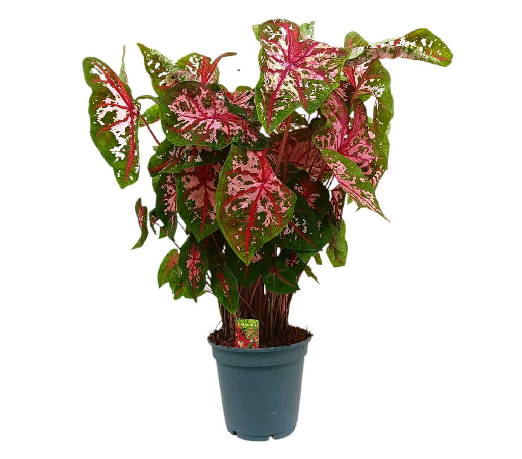 Caladium M17 40cm_0