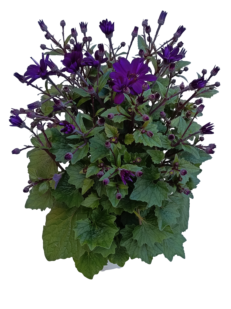 Cineraria Senetti Planta Natural Ø17 Flor Morada_0