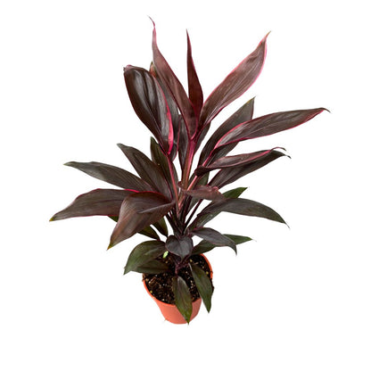 Cordyline Tango, La Planta De Interior Más Representantiva De La Familia_1