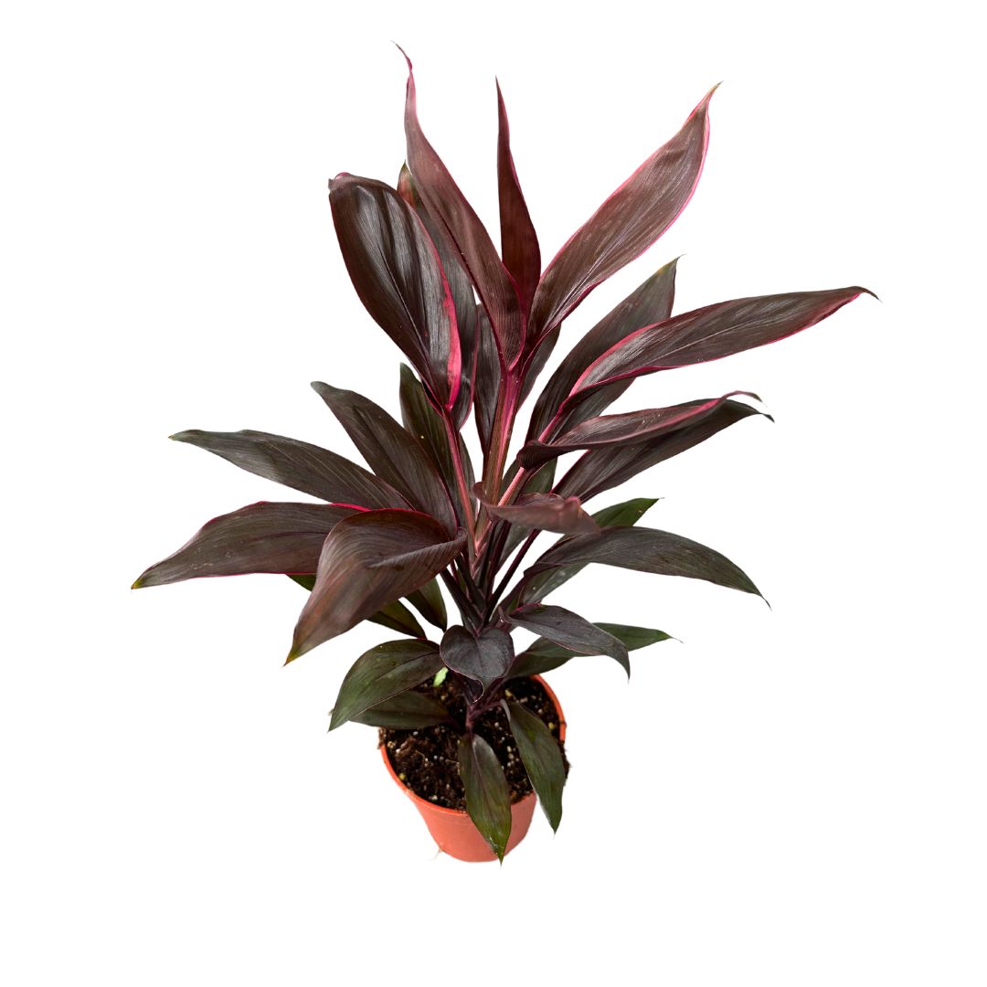 Cordyline Tango, La Planta De Interior Más Representantiva De La Familia