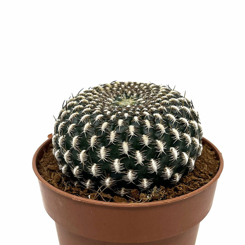 Sulcorebutia Arenacea Cactus Y Suculentas