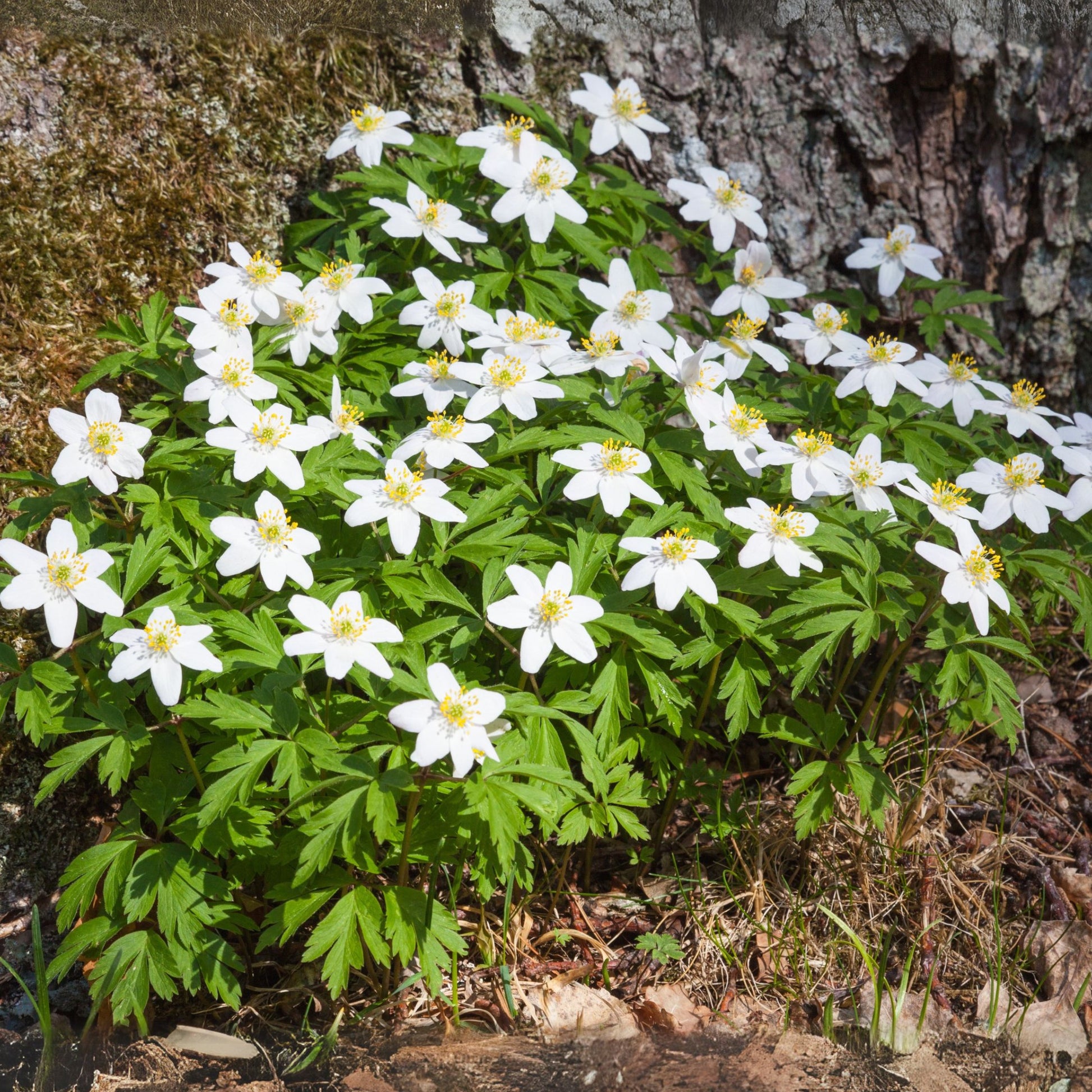 Eléboro - 3 Pzs - Helleborus Niger 'mont Blanc' - Altura 20-30cm - ⌀12cm