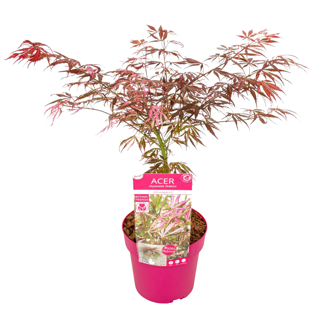 Arce Japonés - Acer Palmatum 'extravaganza' - Altura 50-60cm - ⌀19cm_0