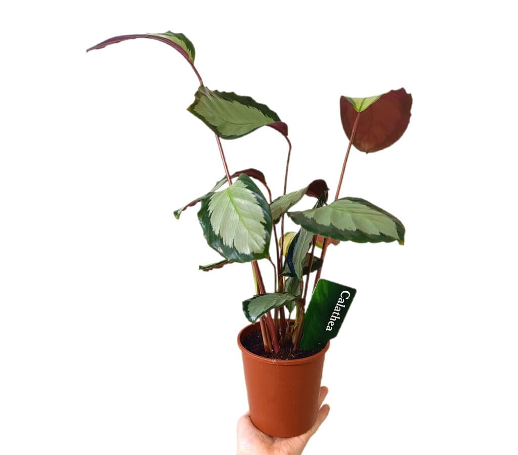 Calathea Picturata M12_0