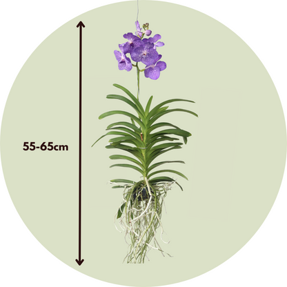 Orquídea Vanda - Vanda 'magic Royal Blue' - Altura 55-65cm_2