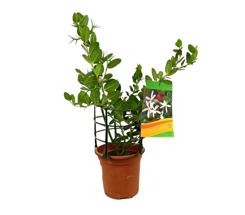 Carissa Macrocarpa M17 60cm_0