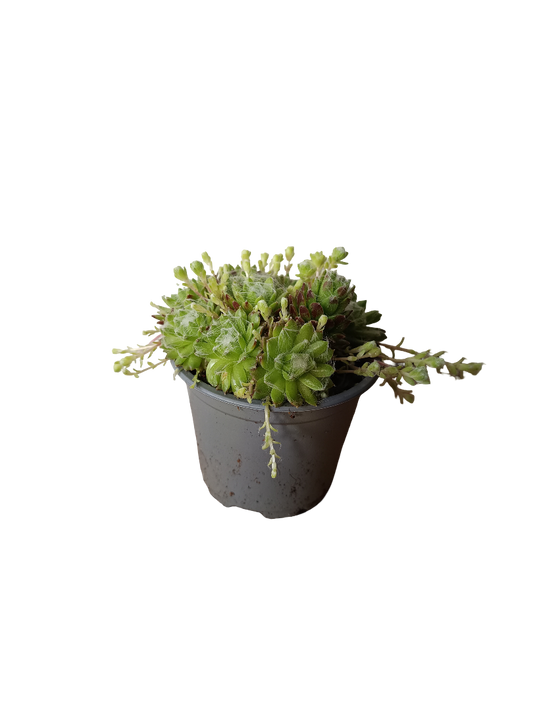 Sempervivum Mix Variedad 3 Planta De Sol Ø8_0