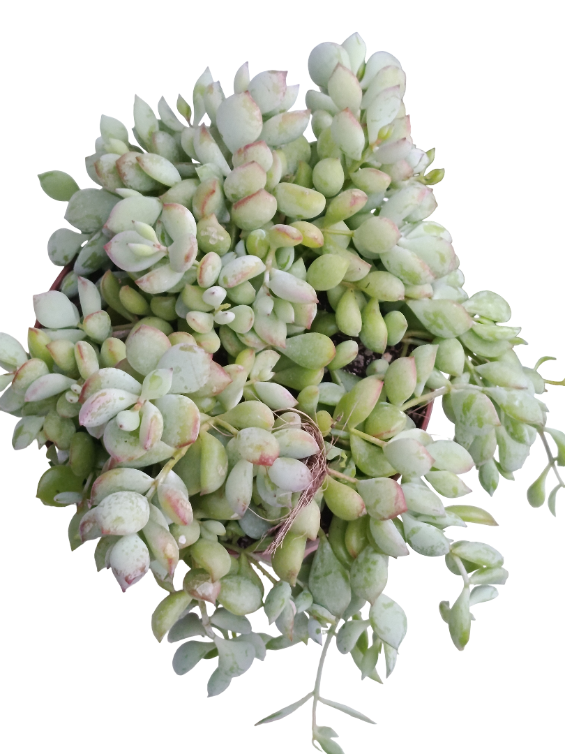 Cotyledon Pendens Ø13 Planta Suculenta Colgante_0