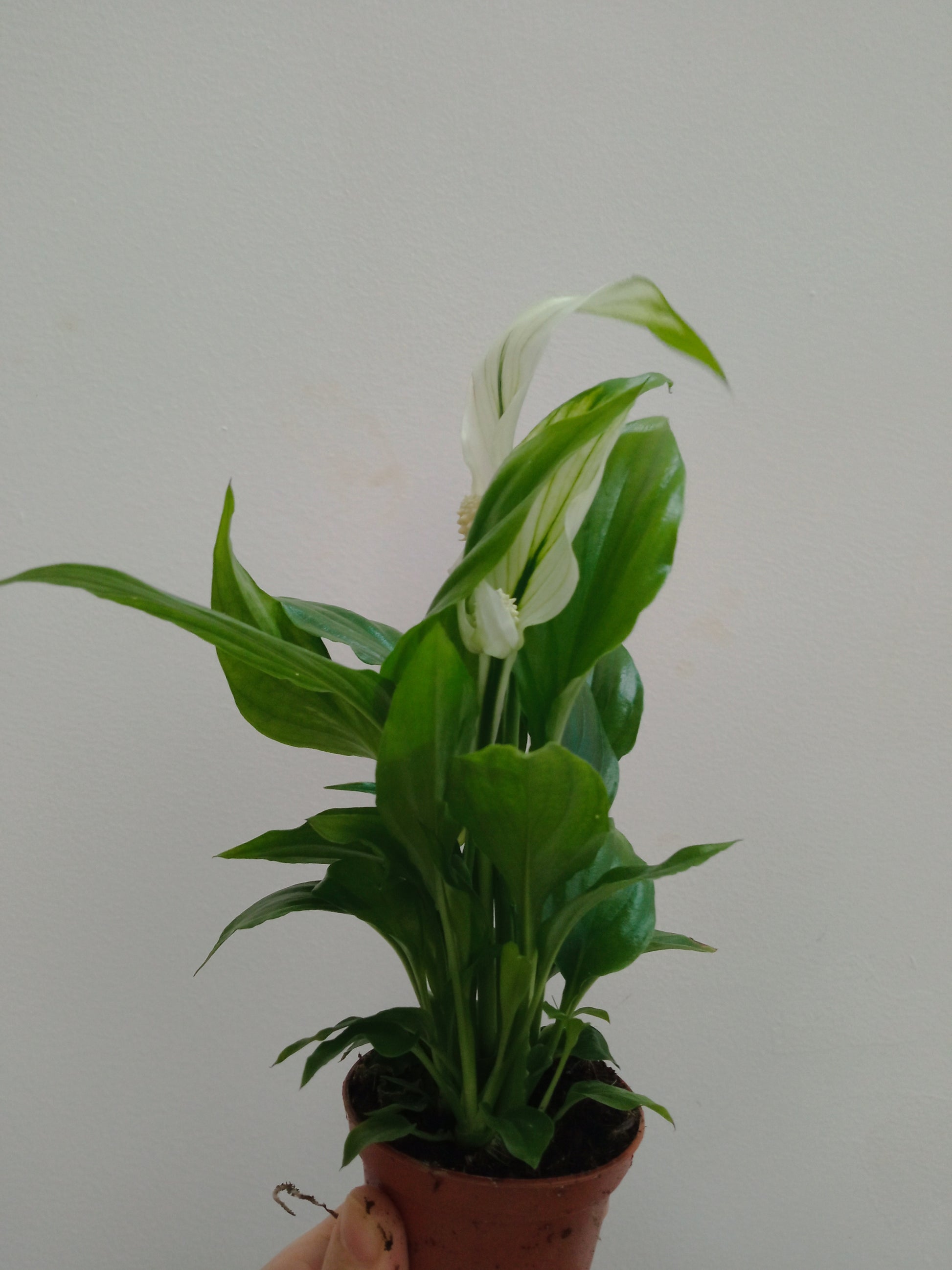 Spathiphyllum Chopin Pro Planta De Interior Ø6