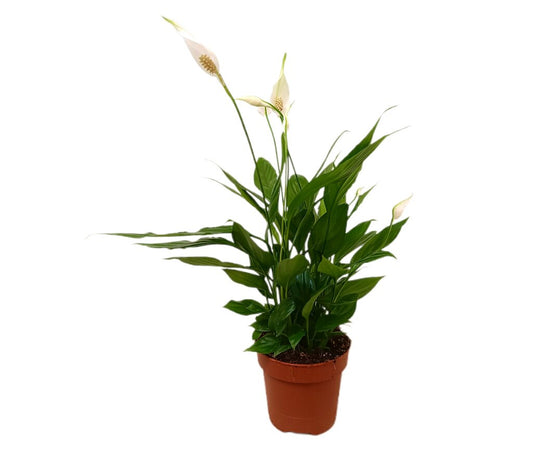 Spathiphyllum Alana M12