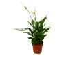 Spathiphyllum Alana M12