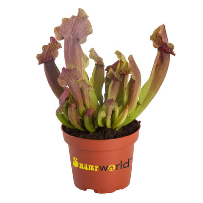 Plantas Carnívoras - 3 Unidades - Resistentes Y Biológicas_5