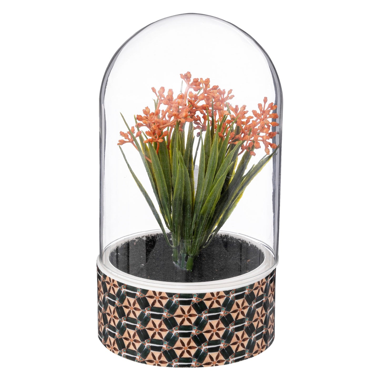 Planta ali Cloche H21cm