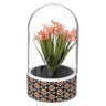 Planta ali Cloche H21cm