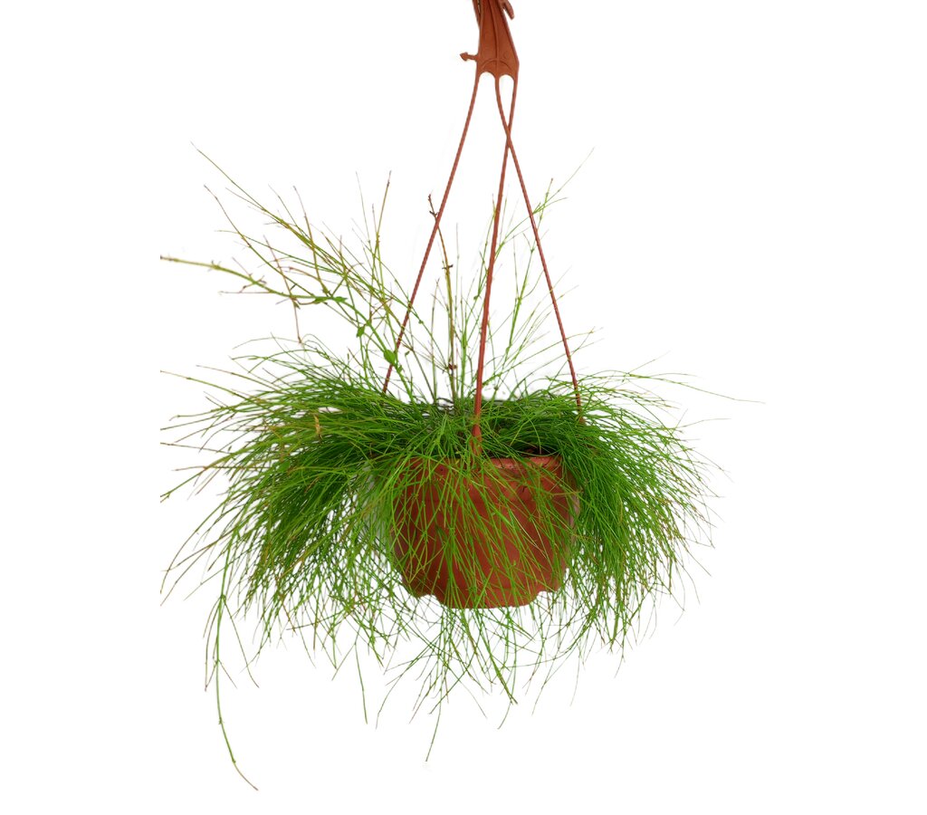 Russelia Equisetiformis T18 (lágrimas De Amor)_0