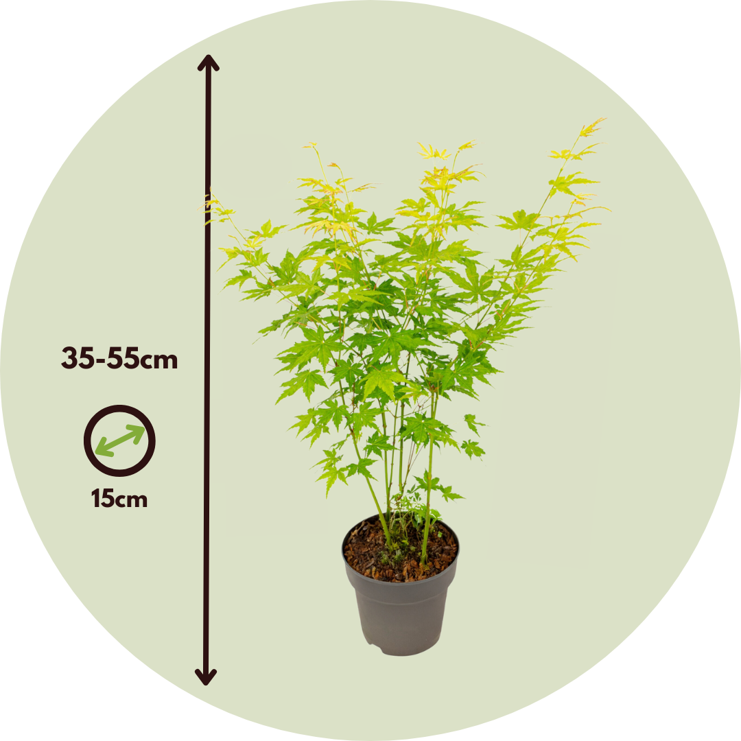 Arce Japonés - Acer Palmatum 'going Green' - Altura 35-55cm - ⌀15cm_2