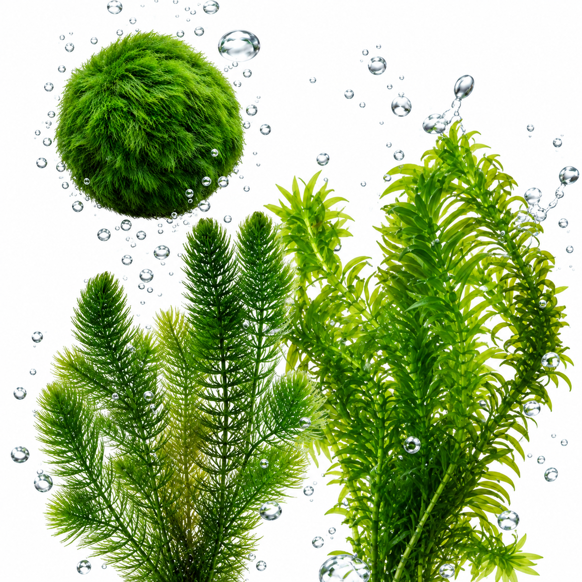 Set Plantas Oxigenadoras Estanque 500-1.250 L - Contra Algas Y Agua Verde_0