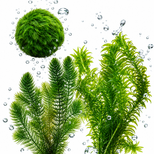 Set Plantas Oxigenadoras Estanque 500-1.250 L - Contra Algas Y Agua Verde_0