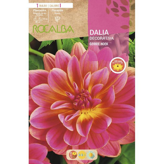 Bulbo Dalia decorativa rosa flor grande 1 ud